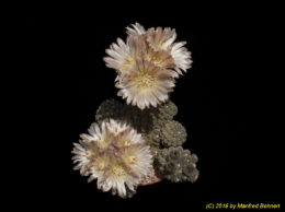 Eriosyce napina subsp. napina 675
